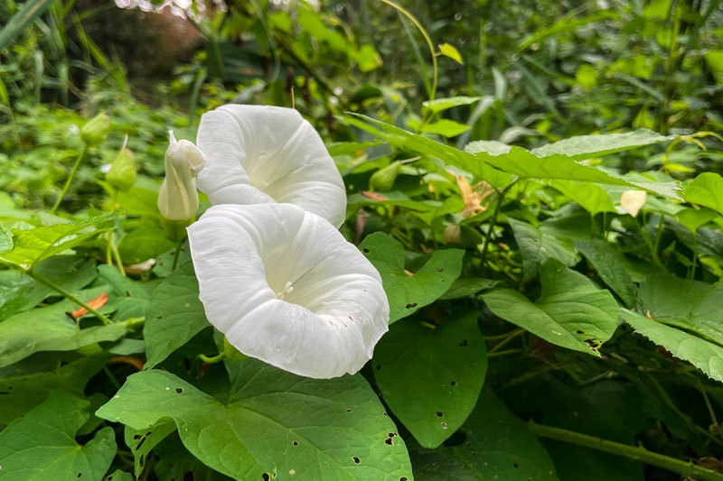 Lilies In Bloom At Brickfields